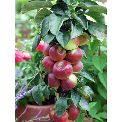 Jablo? - Malus domestica 'Flamenco' - zimná (st?pová)