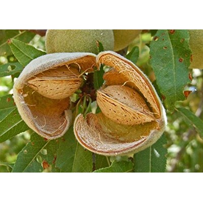 Mand?a - Prunus Amygdalus ´Supernova´ - samoopelivá