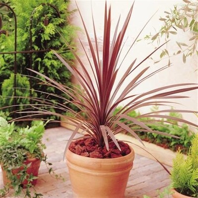 Cordyline australis ´Red Star´ – purpurová kordylínka do záhrady