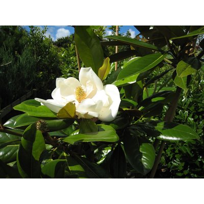 Magnólia veľkokvetá - Magnolia grandiflora 'Gallisoniensis Praecox' Co18L 80/100