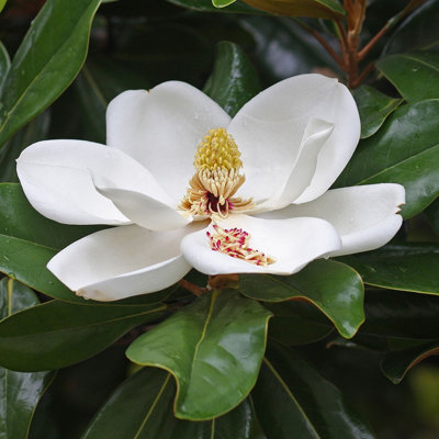 Magnólia veľkokvetá - Magnolia grandiflora 'Purp...