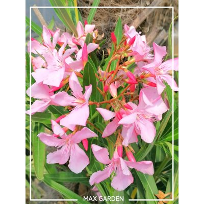 Oleander obyčajný  - Nerium oleander Pink Co3L 4...