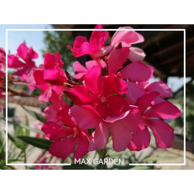 Oleander obyčajný  - Nerium oleander Red Co18L 1...
