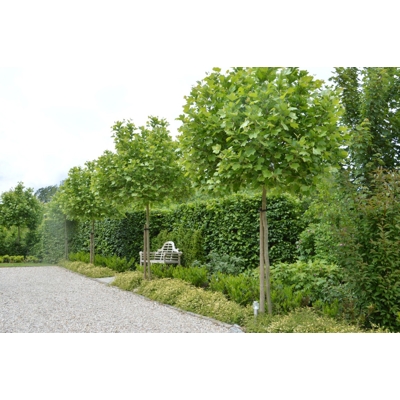 Platan javorolistý - Platanus x acerifolia Alphen's Globe Co30L vysokokmeň