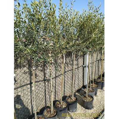 Olivovník európsky - Olea europaea Co12-15L 1/2 kmeň 6-8