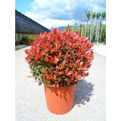 Červienka - Photinia fraseri Nana Co7-10L  40/50