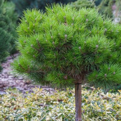 Pinus Nigra ´Bambino´  Co25L  1/2 kmeň