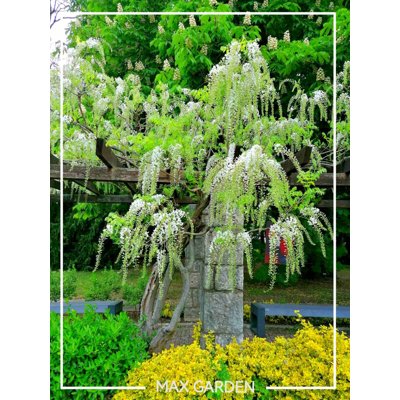 Vistéria japonská - Wisteria floribunda &#039;Longissima Alba&#039; Co26 150/200