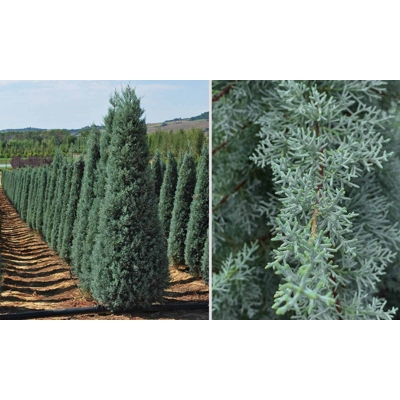 Cyprus arizónsky - Cupressus arizonica ´Fastigiata´  Co25L  200/250