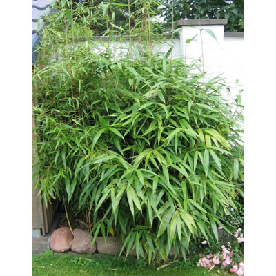 Bambus - Bambusa Metake - Pseudosasa Japonica 'A...