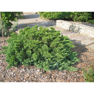 Borievka netatová - Juniperus sabina 'Tamariscif...