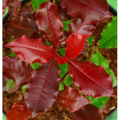 Červienka, Fotínia - Photinia fraseri 'Magical Volcano' 20/30 Co2L