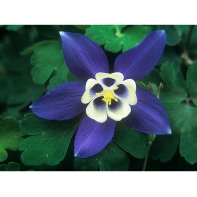 Aquilegia caerulea 'Spring Magic Blue and White'...