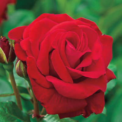 Ruža záhonová - Rosa floribunda - červená Co3L...