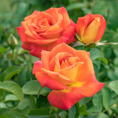 Ruža záhonová - Rosa floribunda - oranžová Co3L...