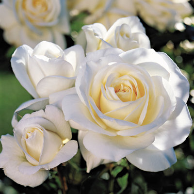 Ruža záhonová - Rosa floribunda - biela Co3L