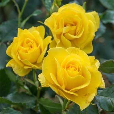 Ruža záhonová - Rosa floribunda - žltá Co3L