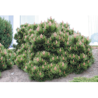 Borovica horská (kosodrevina)  - Pinus mugo varegiata mughus Co5L 30-40