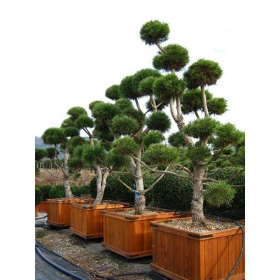 Pinus Nigra ´Austriaca´  Co250L POM POM (strihan...