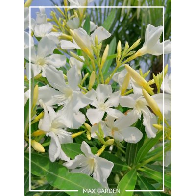 Oleander obyčajný  - Nerium oleander White Co3L ...