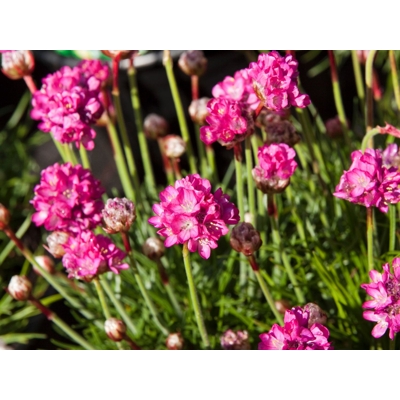 Armeria maritima 'Armada Rose'
