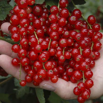 Ríbezľa červená - Ribes rubrum  'Rovada' Co4L 40...