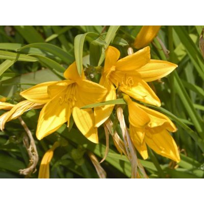 Ľaliovka – Hemerocallis citrina MIX farieb P11 10/15