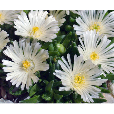 Delosperma White Nugget