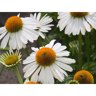 Echinacea Primadonna Weiss