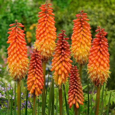 Kniphofia 'Alcazar'  Co1L