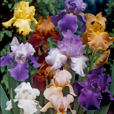 Iris germanica - v kultivaroch Co2L