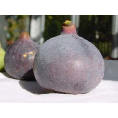 Figovník - Ficus carica ´Györöki lapos´ 20/30 Co...