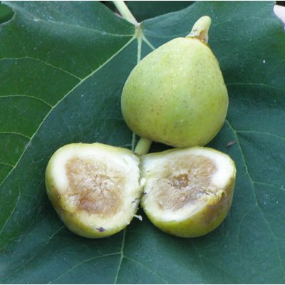 Figovník - Ficus carica ´Mary Lane´ (bezsemenné)...