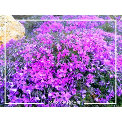 Flox šidlolistý - Phlox subulata 'Purple Beauty'...