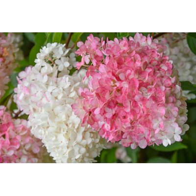 Hortenzia metlinatá - Hydrangea paniculata &#039;Vanille Fraise&#039;  Co2L 30/40
