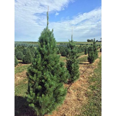 Borovica hladká  - Pinus strobus Fastigiata 125/...