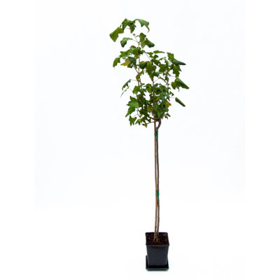Ríbezľa biela stromčeková - Ribes rubrum 'Zitavia' KM60