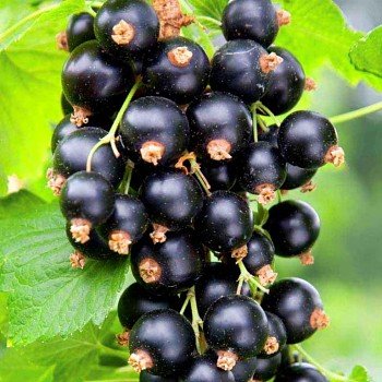 Ríbezľa čierna stromčeková - Ribes nigrum 'Tisel...