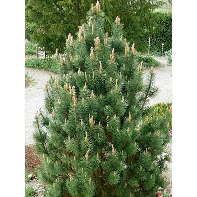 Borovica horská (kosodrevina)  - Pinus mugo ´Columnaris´ Columbo  Co7,5L 20/30...