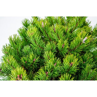 Borovica horská (kosodrevina)  - Pinus mugo ´Klo...