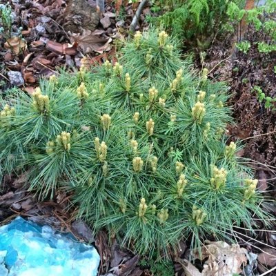 Borovica hladká - Pinus strobus ´Ontario´ Co5L  30/40