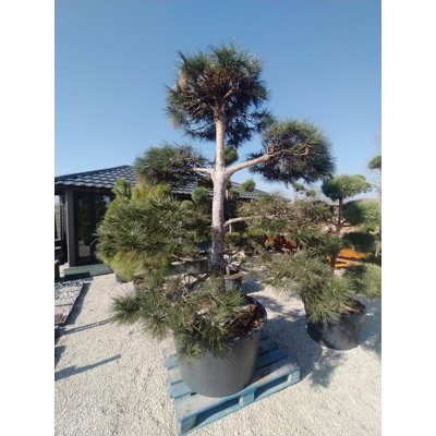 Borovica lesná - Pinus sylvestris POM-POM Co150L...