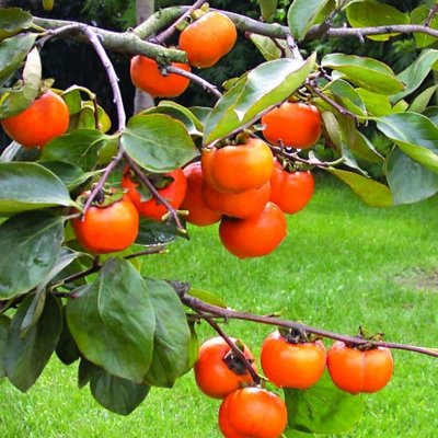 Ebenovník rajčiakový  - Diospyros kaki - Hurmi Kaki ´Rojo Brillante´ Co15L 1/2...