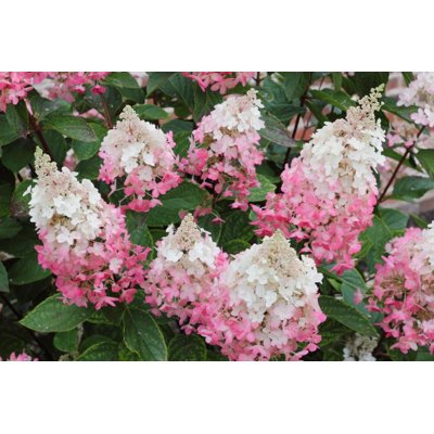 Hortenzia metlinatá - Hydrangea paniculata &#039;Pinky Winky&#039;  Co3L 40/50
