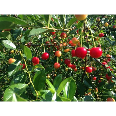 Višňa kríčková - Hybrid Prunus fruticosa x prunu...