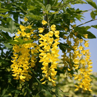 Štedrec hybridný - Laburnum ´Watereri Vossii´ Co18L  80/100
