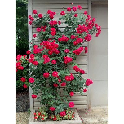 Ruža popínavá - červená Co5L  175/200