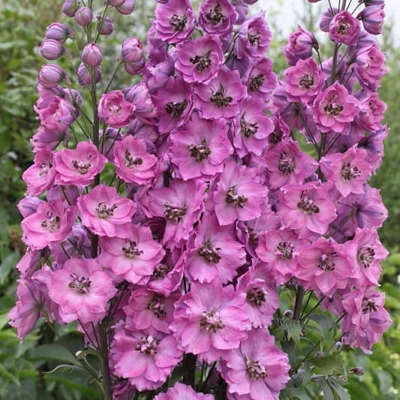 Stračonôžka - Delphinium 'Astolat' K9