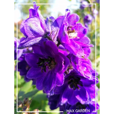 Stračonôžka - Delphinium 'Black Knight' K9
