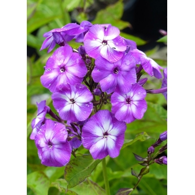 Flox metlinatý - Phlox paniculata ´Laura´